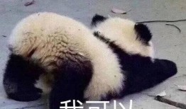 熊猫头娱乐圈爆料,明星幕后故事大曝光