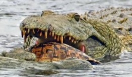 网红吃瓜鳄鱼视频,惊险瞬间引网友热议