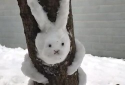 雪兔子爆料视频,幕后真相大起底