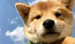 狗子今日爆料图片,今日图片背后的惊人真相