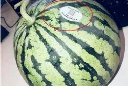 山东青岛网红吃瓜,揭秘幕后真相与网络热议