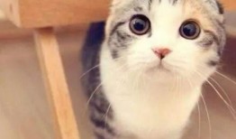 折耳猫娱乐吃瓜君,揭秘娱乐圈那些不为人知的幕后故事