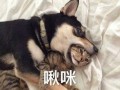 圈内爆料二哈百度云网盘,二哈百度云网盘神秘内容大揭秘
