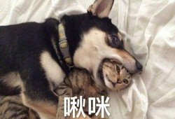 圈内爆料二哈百度云网盘,二哈百度云网盘神秘内容大揭秘