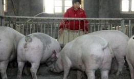 猪价最新爆料新闻网,全网热议，涨跌背后的真相揭晓！