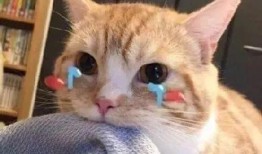 折耳猫娱乐吃瓜君,揭秘娱乐圈那些不为人知的幕后故事