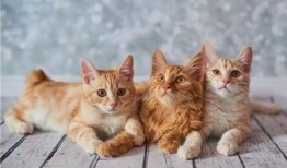 猫咪冠军爆料视频大全集,视频大全集幕后故事