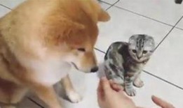 折耳猫娱乐吃瓜君,揭秘娱乐圈那些不为人知的幕后故事