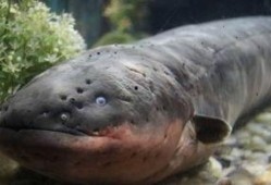 电鳗最新爆料图片大全,高清图片大全揭秘神秘生物世界