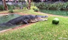 网红吃瓜鳄鱼视频,惊险瞬间引网友热议