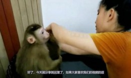 猴妈邻居爆料视频,揭秘猴妈真实生活片段
