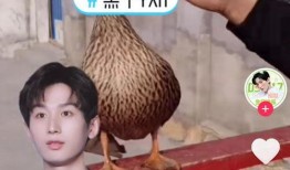 成毅爆料搞笑视频,笑料百出引网友热议