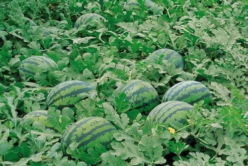 娱乐吃瓜场地图片真实高清